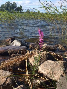 Dagen huvudperson: Fackelblomster