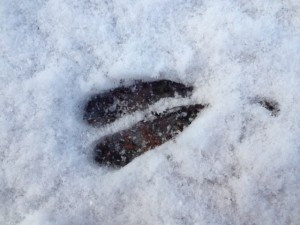 Spår av rådjur.