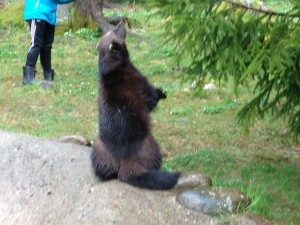 Järven letar efter köttbitarna som vi gömt inne i hägnet.