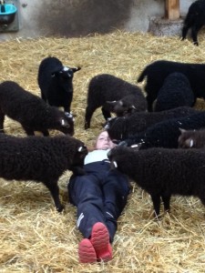 Mys med lamm och tackor.